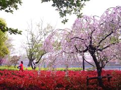 -高东镇樱花园