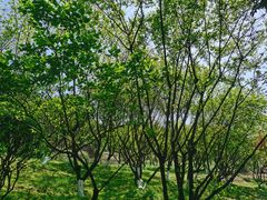 -铁山坪森林公园