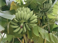 -云溪植物园