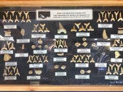 -志强陨石馆(双季花艺店)