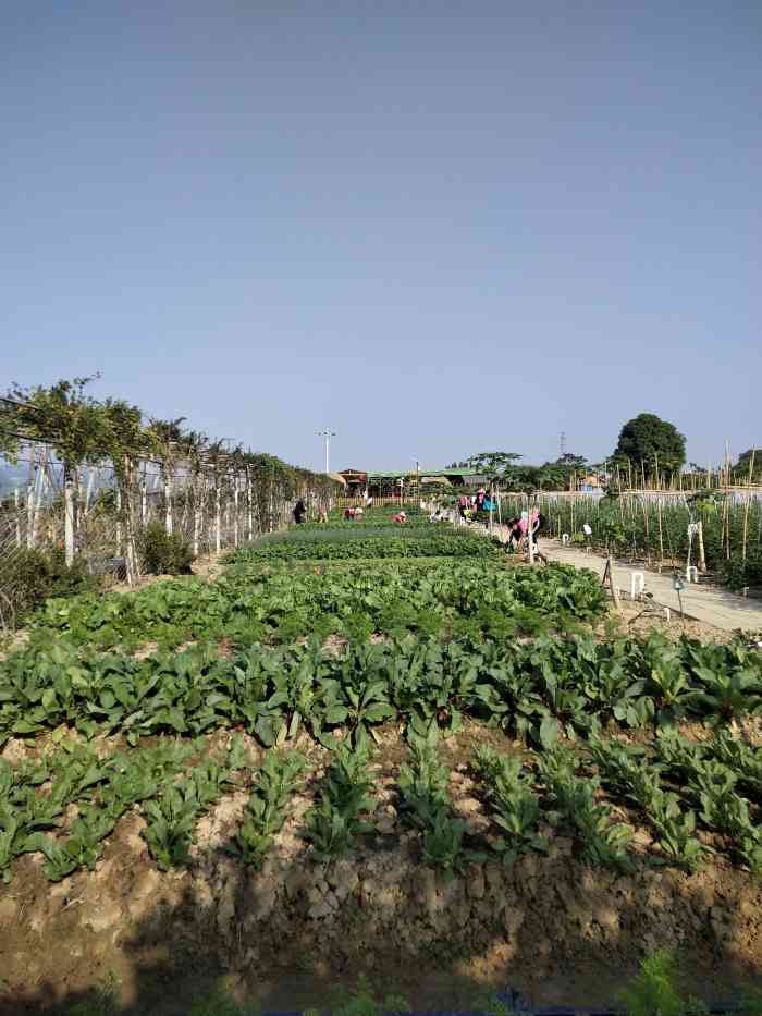 葡萄当家创意农场-"环境真的很不错了,空气清新,有花95有草.