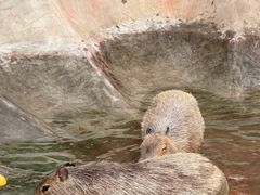 -合肥滨湖国家森林公园