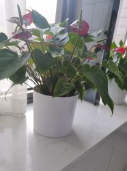 -悟空祛痘·诺奖技术专业店