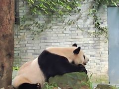 -都江堰中华大熊猫苑