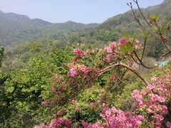 -木兰云雾山