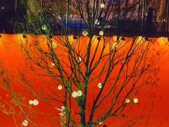 -深圳湾万象城(南山店)