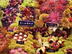 -中国科学院西双版纳热带植物园