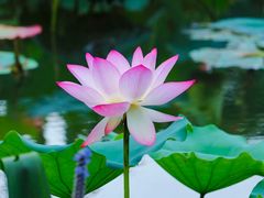 -荔湾湖公园