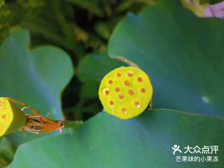 一起享受大自然的美宣平十里荷花 -大众点评