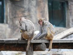 -大连森林动物园