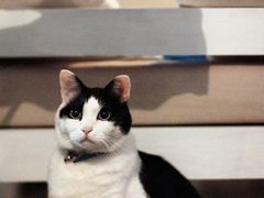 -Anne猫窝咖啡屋