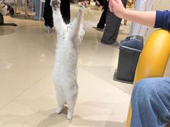 -藏猫猫咖啡主题馆(中央大道店)