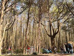 -上海共青森林公园