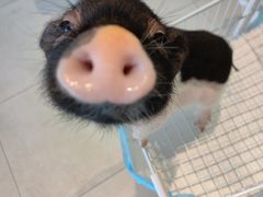 -怪兽屋·羊驼·猫咖·狗咖(俊华广场店)