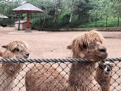 -大连森林动物园