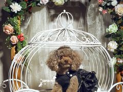-超宠爱宠物摄影-Super pet