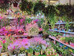 -朝来春花卉市场