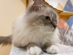 -滚猫咖啡·猫咖·猫友好撸猫(未来城店)