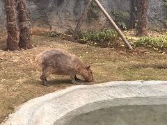 -武汉动物园