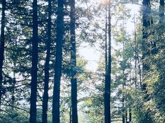-山王坪喀斯特国家生态公园