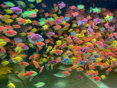 -中环花鸟鱼虫市场