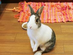 -瑞派名望24h动物医院异宠专科·猫专科·骨科·重症监护分院