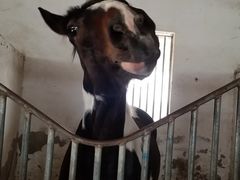 -月河湾马术俱乐部(朝阳店)