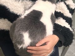 -乐派堂宠物医院·猫友好· 心脏科(东街店)