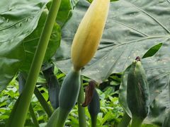 -海南热带野生动植物园