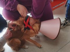 -瑞派福兴宠物医院犬猫全科·骨科·中西医结合(河东店)