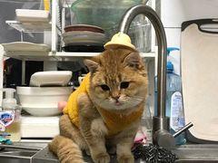 -东方名猫馆·英短金渐层布偶猫舍(环线广场1号楼店)