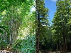 -田心森林公园