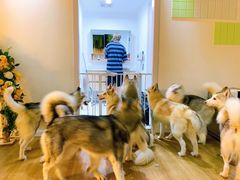 -Husky Go! 哈士奇体验馆·宠物咖啡厅狗咖