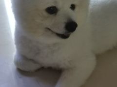 -北京观赏动物医院·24小时大型综合·猫专科·异宠专科
