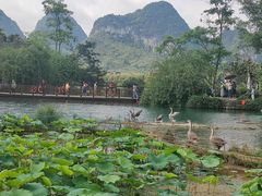 -靖西鹅泉风景区