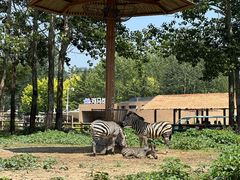 -大连森林动物园
