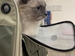 -凯特喵百思猫专科医院