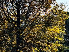 -北京西山国家森林公园