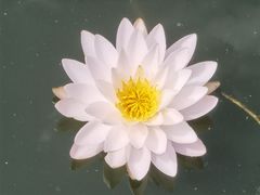 -池杉湖湿地公园