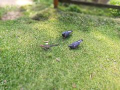 -可伦宾野生动物保护区