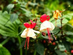 -中国科学院华南植物园