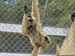-合肥野生动物园