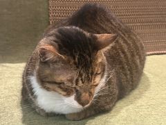 -御宝贝·A梦猫科宠物医院(国际猫友好医院)