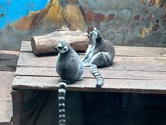 -青藏高原野生动物园