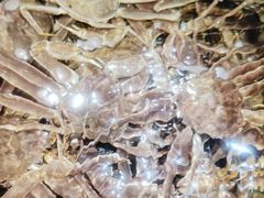 -海鲜e族(马王堆店)