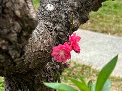 -桃花涧