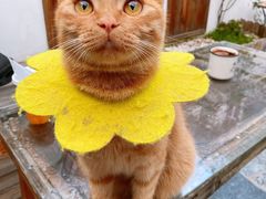 -喵屿·大理花园猫咖