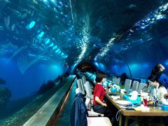 -海棠湾洲际-涛·海底餐厅·美人鱼·自助餐·海底隧道