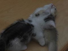 -帕帕拉兹宠物(亚洲旗舰店)