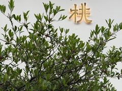 -青桃餐厅